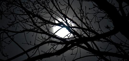 Vollmond durch Äste