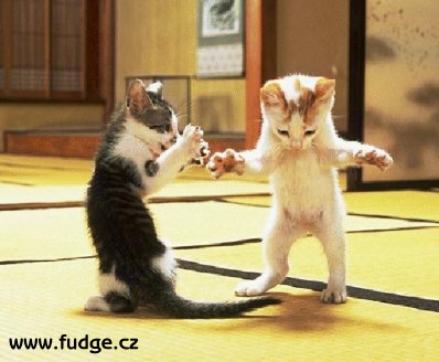 Katze_kungfu.jpg