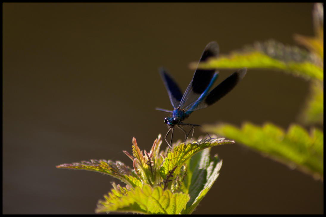 Die_Libelle___im_Abflug_by_Lugia_Prophet.jpg