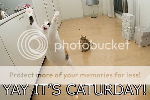 caturday.jpg