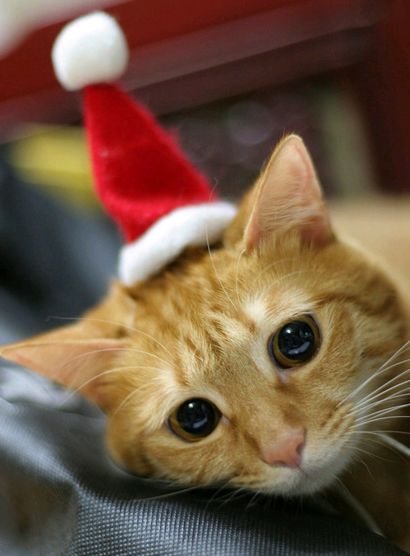 Christmas-Cat-65_zps7aaaedcf.jpg