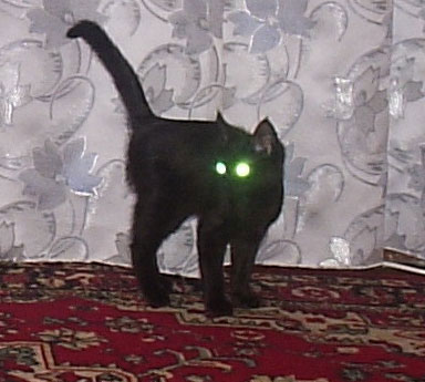 baskcat.jpg