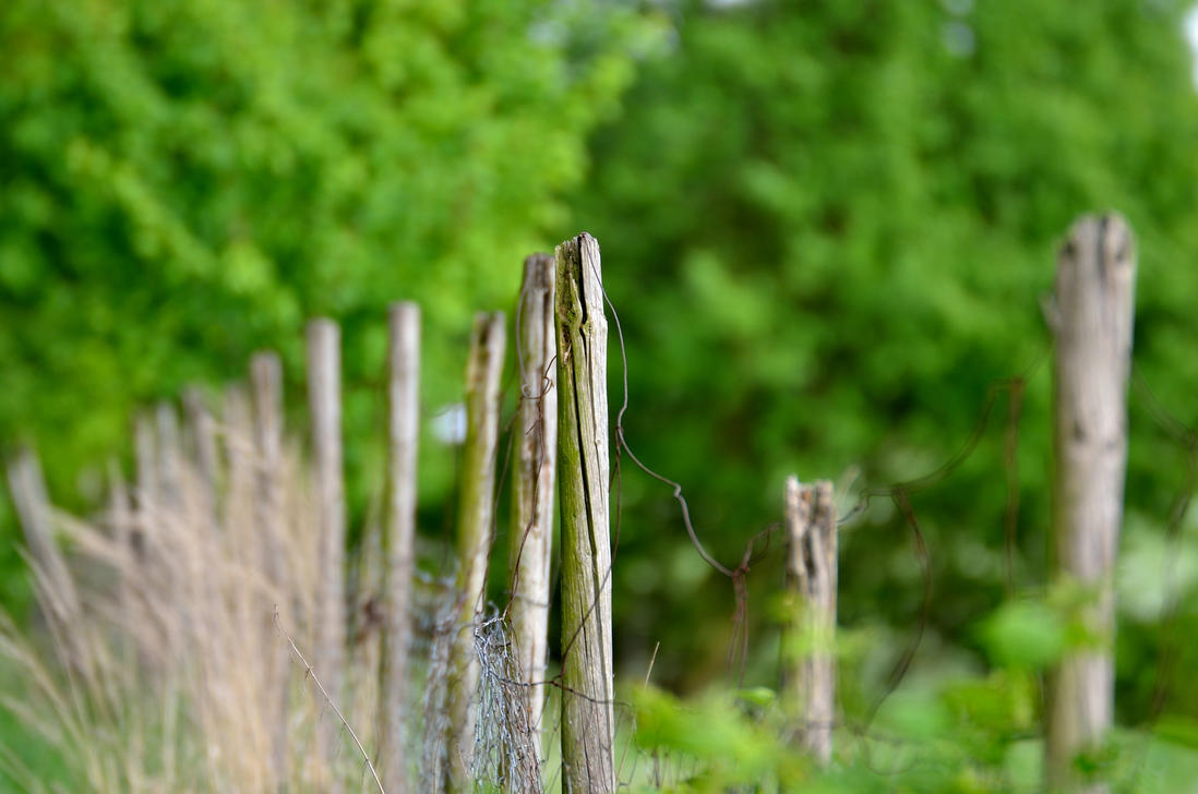 green_fence_by_micha_eel-d659qrm.jpg