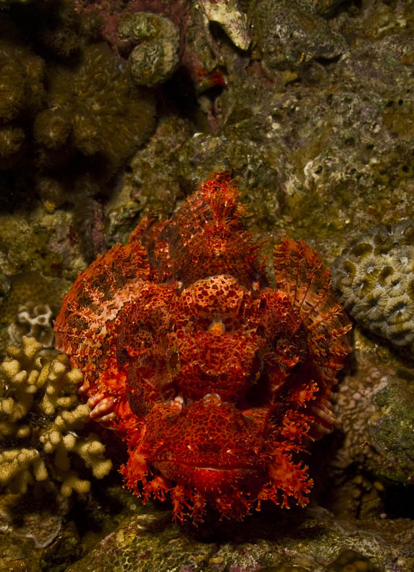 bearded-scorpionfish.jpg