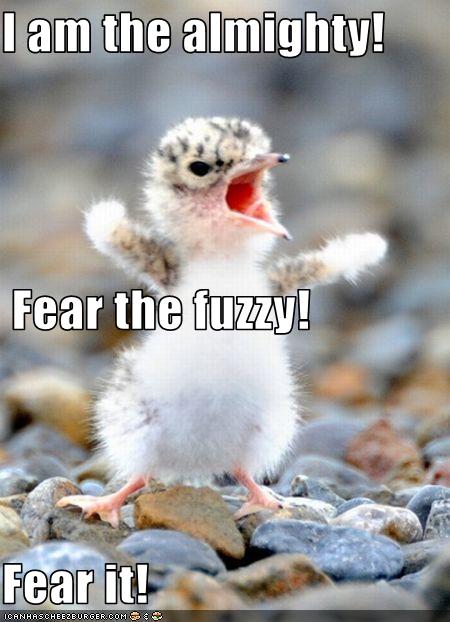 funny-pictures-tiny-bird-is-fierce.jpg