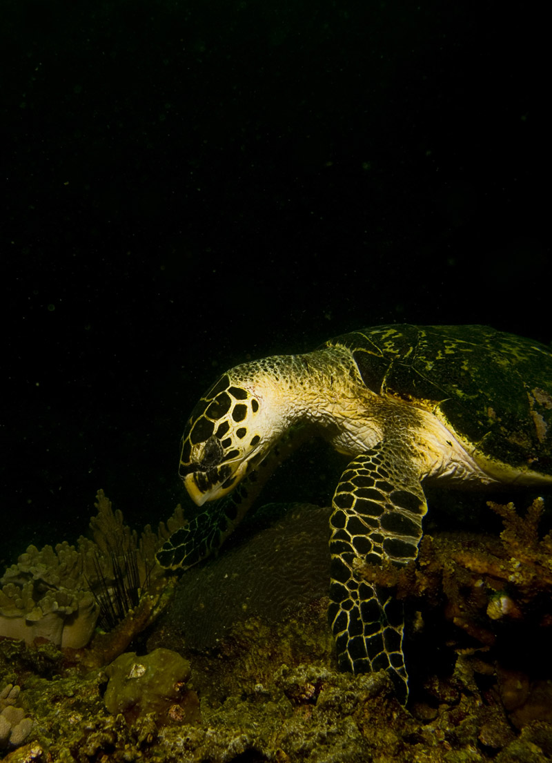 hp-hawksbill-turtle.jpg