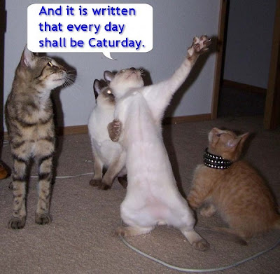 Caturday_Preach.jpg