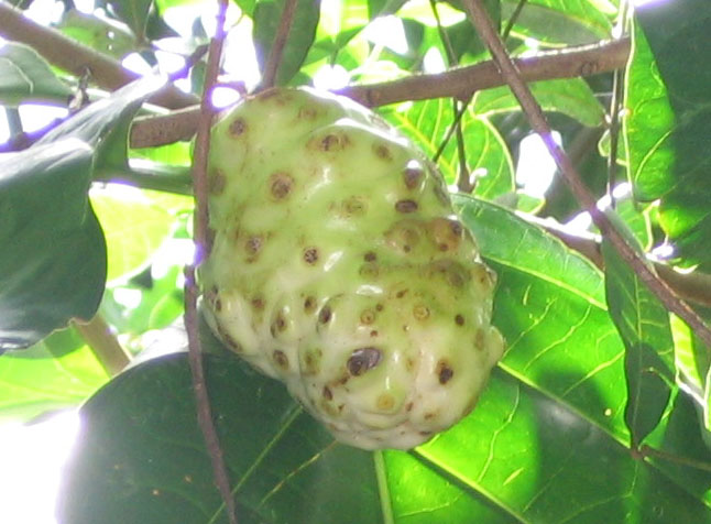 noni.jpg
