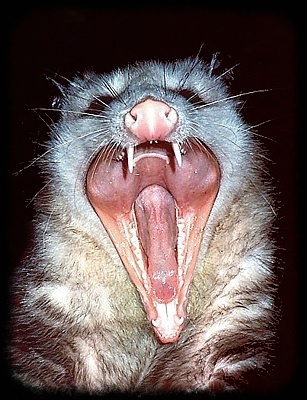 opossum-teeth.jpg