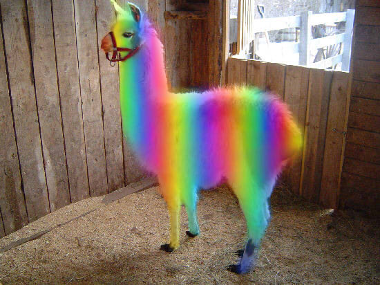 Rainbow_LLama_by_satsuki_hana.jpg