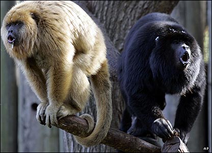 _41082494_monkey_ap.jpg