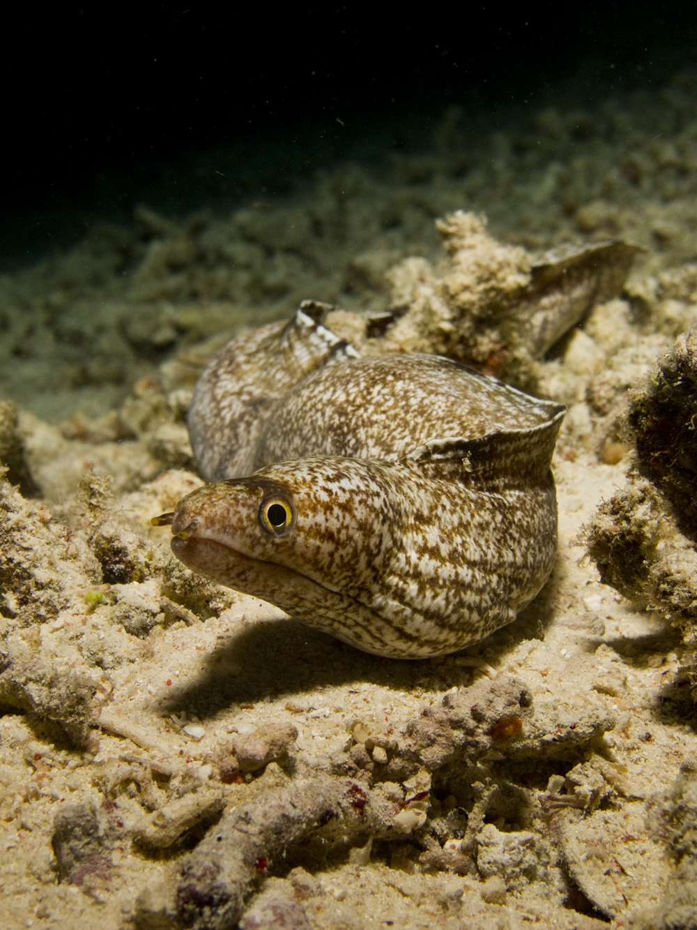 lidspot-moray.jpg