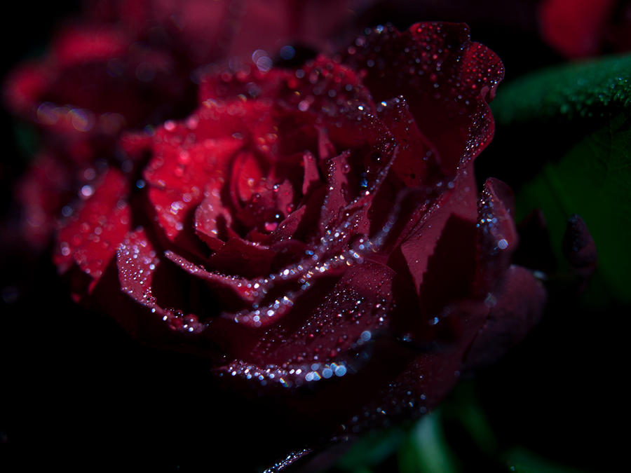 red_roses_ii_by_thechosenpesssimist-d3a7w16.jpg