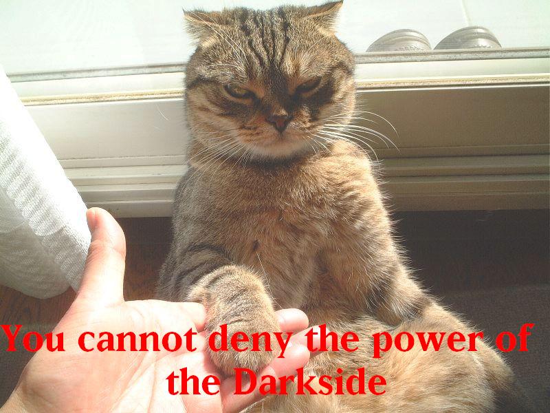 1162399697-darksidecat.jpg