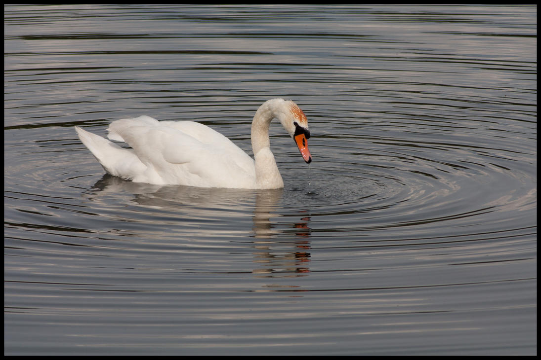 Der_Schwan_und_die_Harmonie_by_Lugia_Prophet.jpg