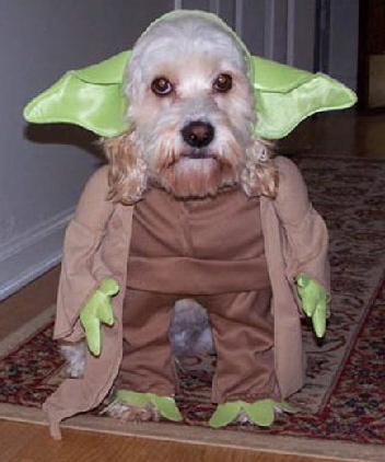 halloween-yoda-dog.jpg