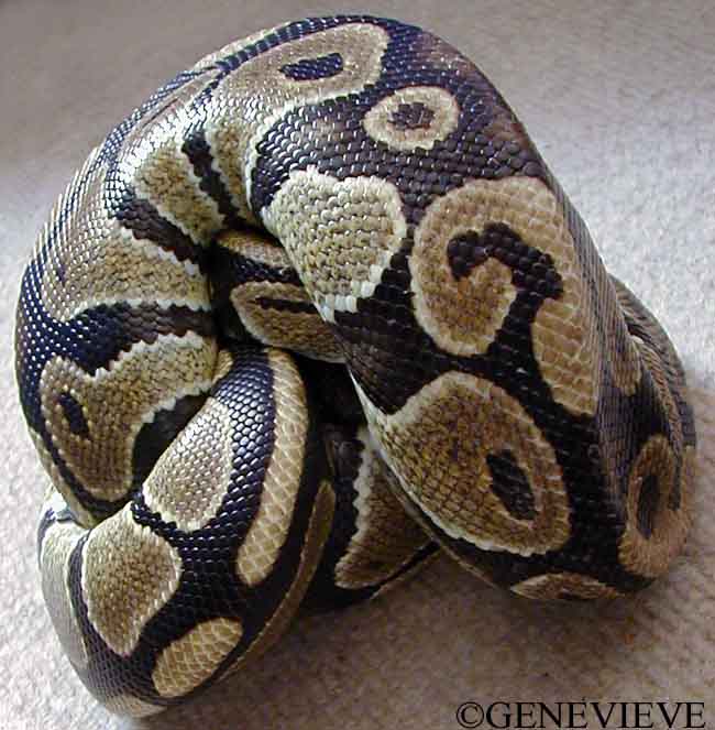 python%20ball1.jpg