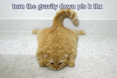 1204982164-gravitycat.jpg