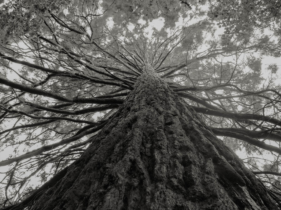 sequoiadendron_giganteum_by_fuegofatuo-d599b7v.jpg