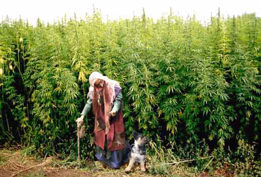 Hanf-Feld.jpg