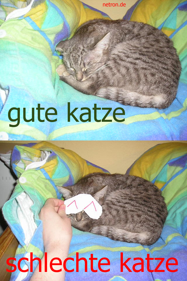 katze.jpg