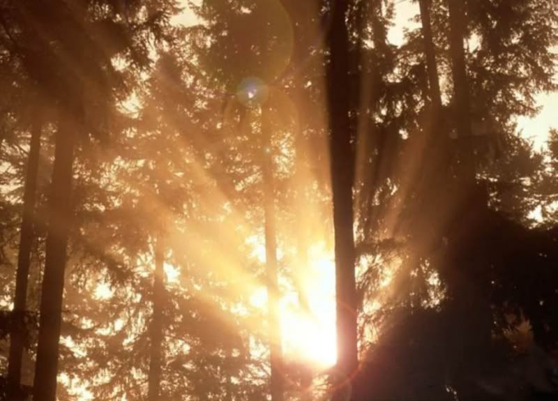 Wald-1.jpg