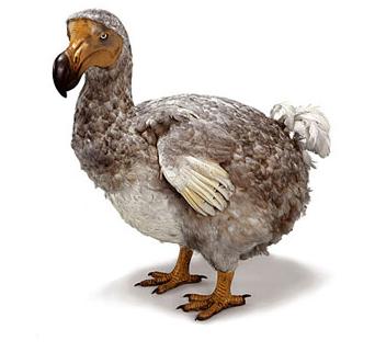 mt55888,1250499239,Dodo_bird.jpg