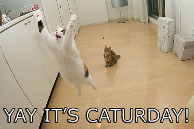 caturday.jpg