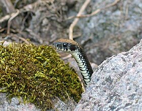 280px-Natrix_natrix_0665.jpg