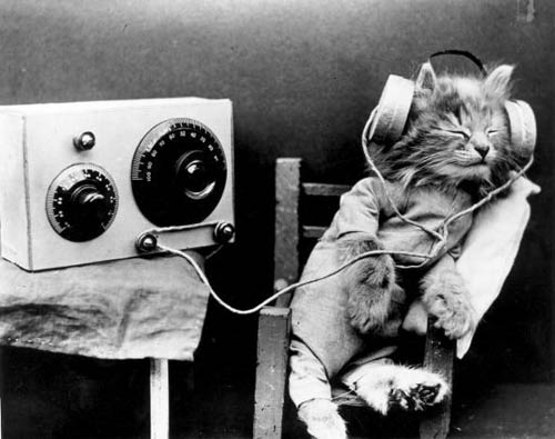 cat_headphones.jpg